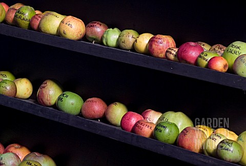 APPLES_WITH_THEIR_NAMES_WRITTEN_ON_IN_PEN_FOR_IDENTIFICATION