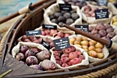 POTATOES DISPLAYED IN ROWING BOAT AT SHREWSBURY FLOWER SHOW