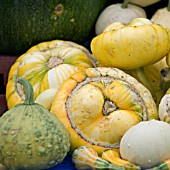 CUCURBITA MAXIMA, TURKS TURBAN