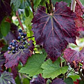 VITIS VINIFERA SPETCHLEY RED