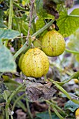 CUCUMBER CRYSTAL APPLE