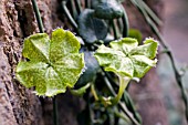 CEROPEGIA SANDERSONII ASCLEPIADACEAE