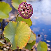 NELUMBO NUCIFERA, SACRED LOTUS