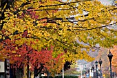 FALL COLOURS IN MONTPELIER, VERMONT, OCTOBER