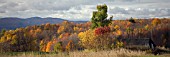 FALL COLOURS IN VERMONT