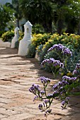 STATICE IN JARDIN TROPICAL,  TENERIFE