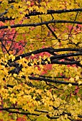 FALL COLOURS IN MONTPELIER, VERMONT, OCTOBER