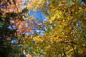 FALL CANOPY IN QUEECHEE FALLS, VERMONT