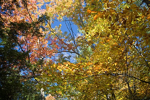 FALL_CANOPY_IN_QUEECHEE_FALLS_VERMONT