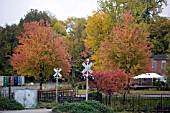 FALL COLOURS IN BURLINGTON BY THE RAILROAD