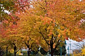 FALL COLOURS IN BURLINGTON