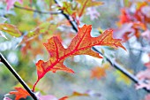 QUERCUS IMBRICATA, SHINGLE OAK