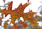 QUERCUS IMBRICATA, SHINGLE OAK