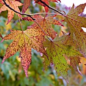 LIQUIDAMBAR STYRACIFLUA, SWEET GUM