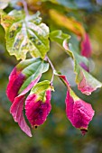 PARROTIA PERSICA, PERSIAN IRONWOOD