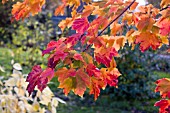 ACER RUBRUM OCTOBER GLORY AT BIRMINGHAM BOTANICAL GARDENS AND GLASSHOUSES, NOVEMBER