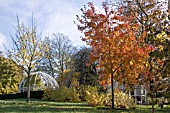 ACER RUBRUM OCTOBER GLORY AT BIRMINGHAM BOTANICAL GARDENS AND GLASSHOUSES