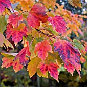 ACER RUBRUM OCTOBER GLORY AT BIRMINGHAM BOTANICAL GARDENS AND GLASSHOUSES, NOVEMBER