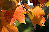 ACER RUBRUM OCTOBER GLORY AT BIRMINGHAM BOTANICAL GARDENS AND GLASSHOUSES, NOVEMBER