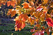 ACER RUBRUM OCTOBER GLORY AT BIRMINGHAM BOTANICAL GARDENS AND GLASSHOUSES, NOVEMBER