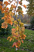 ACER RUBRUM OCTOBER GLORY AT BIRMINGHAM BOTANICAL GARDENS AND GLASSHOUSES, NOVEMBER