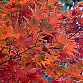 ACER PALMATUM AT BIRMINGHAM BOTANICAL GARDENS AND GLASSHOUSES, NOVEMBER