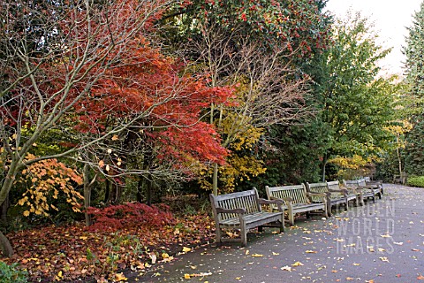 VIEW_OF_ACER_WALK_WITH_RED_ACER_PALMATUM_AT_BIRMINGHAM_BOTANICAL_GARDENS_AND_GLASSHOUSES_NOVEMBER