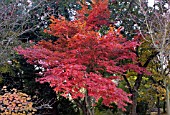 VIEW OF ACER WALK WITH RED ACER PALMATUM AT BIRMINGHAM BOTANICAL GARDENS AND GLASSHOUSES, NOVEMBER