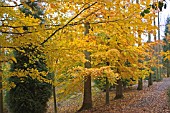 POPLAR SPINNEY, BODENHAM ARBORETUM, NOVEMBER