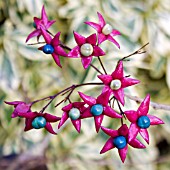 CLERODENDRUM TRICHOTOMUM, (SHOWING BERRIES IN AUTUMN)