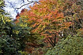 ACER PALMATUM AT BIRMINGHAM BOTANICAL GARDENS AND GLASSHOUSES, NOVEMBER