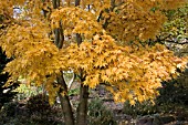 ACER PALMATUM SANGO-KAKU AT BIRMINGHAM BOTANICAL GARDENS AND GLASSHOUSES, NOVEMBER