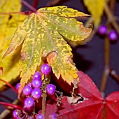 AUTUMN LEAVES AND BERRIES