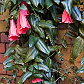 LAPAGERIA ROSEA