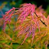 ACER PALMATUM DISSECTUM AT BIRMINGHAM BOTANICAL GARDENS AND GLASSHOUSES, NOVEMBER