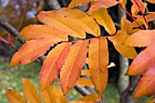 SORBUS SARGENTIANA, WINTERBOURNE BOTANIC GARDEN