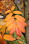 SORBUS SARGENTIANA, WINTERBOURNE BOTANIC GARDEN