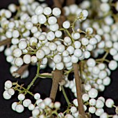 CALLICARPA JAPONICA