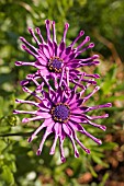 OSTEOSPERMUM WHIRLIGIG