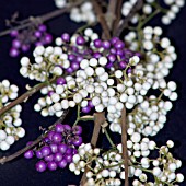 CALLICARPA JAPONICA AND CALLICARPA BODINIERI