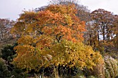 NYSSA SYLVATICA AT WINTERBOURNE BOTANIC GARDEN