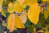 HAMAMELIS MOLLIS, WINTERBOURNE BOTANIC GARDEN