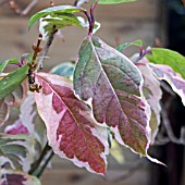 CORNUS FLORIDA CHEROKEE DAYBREAK