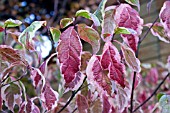 CORNUS FLORIDA CHEROKEE DAYBREAK