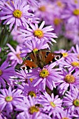 PEACOCK BUTTERFLY ON MICHELMAS DAISY