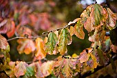 PARROTIA PERSICA, PERSIAN IRONWOOD