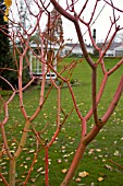 ACER X CONSPICUUM PHOENIX, BIRMINGHAM BOTANICAL GARDENS AND GLASSHOUSES