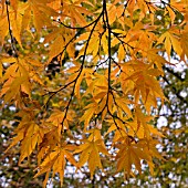 ACER PALMATUM ATROPURPUREUM