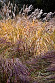 PANICUM VIRGATUM SQUAW AND MISCANTHUS SINENSIS