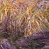 PANICUM VIRGATUM SQUAW AND MISCANTHUS SINENSIS